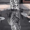 Cat Mirror Tiger - DIY Paint By Numbers - Numeral Paint