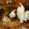 Two Chickens Birds Paint By Numbers