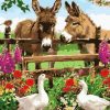 Donkeys in Farm paint by numbers