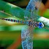 Colorful Dragonfly NEW Paint By Numbers