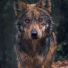 Black And Brown Wolf Paint by numbers