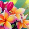 frangipani flower paint by number