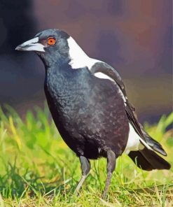 Lonely Magpie Bird paint by numbers