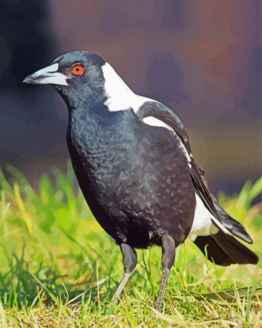 Lonely Magpie Bird paint by numbers