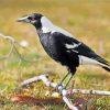 Magpie Bird paint by numbers