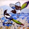 Magpies Birds Illusstration paint by numbers