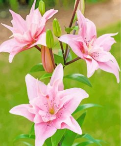 Pink Lilies paint by numbers