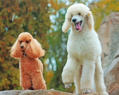 Poodles Dogs paint by numbers