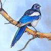 Magpie Bird Animal paint by numbers