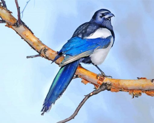 Magpie Bird Animal paint by numbers