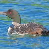 Aquatic Loon paint by numbers