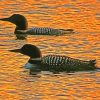 Aquatic Loons At Sunset paint by numbers