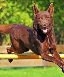 Australian Kelpie paint by numbers