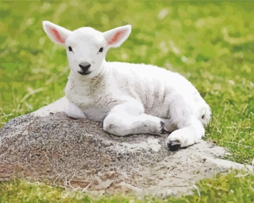 Baby Lamb paint by numbers