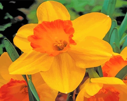 Blooming Orange Daffodil paint by number