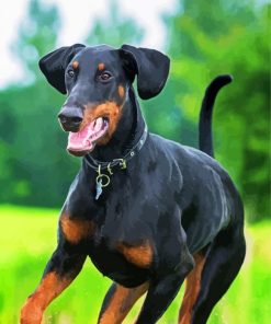 Breed Doberman paint by number