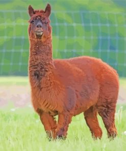 Brown Alpaca paint by numbers