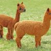 Brown Alpacas paint by numbers