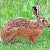 Brown Hare paint by numbers