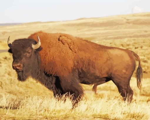 Buffalo Animal paint by numbers