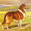 Collie Dog Art paint by numbers