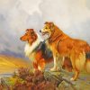 Collie Dogs paint by number