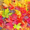 Colorful Autumn Leaves paint by numbers