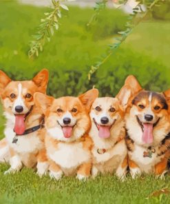 Corgi Puppies Y paint by numbers