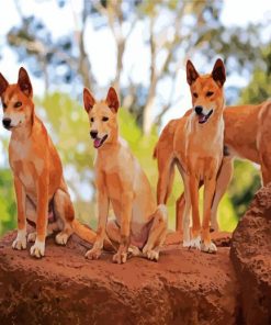 Dingos paint by numbers