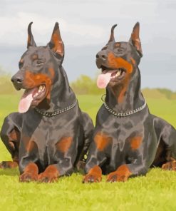 Two Doberman Dogs paint by numbers