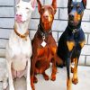 Dobermans paint by number