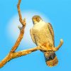 Falcon Bird Animal paint by number