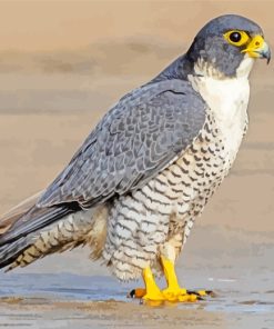 Falcon Bird paint by number