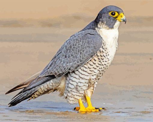 Falcon Bird paint by number