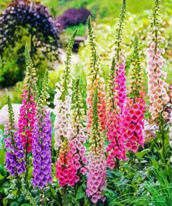 Foxglove Flowers paint by numbers