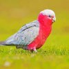 Galah Bird paint by number