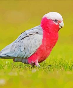 Galah Bird paint by number