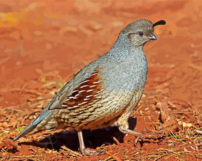 Gambel Bird paint by number