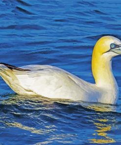 Gannet Bird paint by number