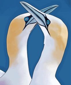 Gannets Illustration paint by number