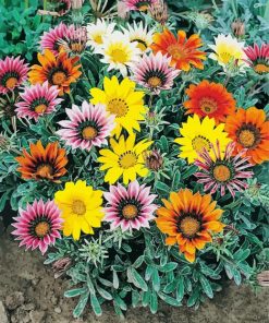 Gazania Flowers paint by numbers