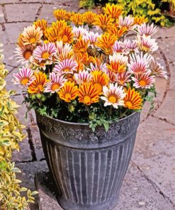 Gazanias Flowers paint by numbers