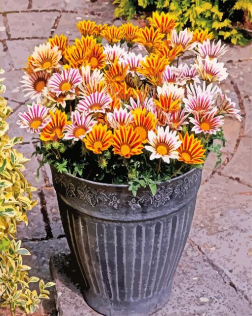 Gazanias Flowers paint by numbers