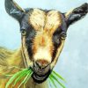 Goat With Grass paint by numbers