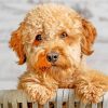 Goldendoodle Closeup paint by numbers