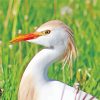 Great Egret Bird paint by numbers