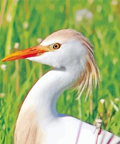 Great Egret Bird paint by numbers