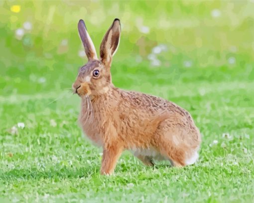 Hare Animal paint by numbers