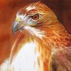 Brown Hawk Bird paint by numbers