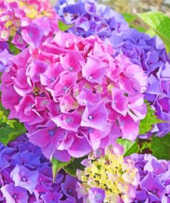 Hydrangea Plants paint by numbers